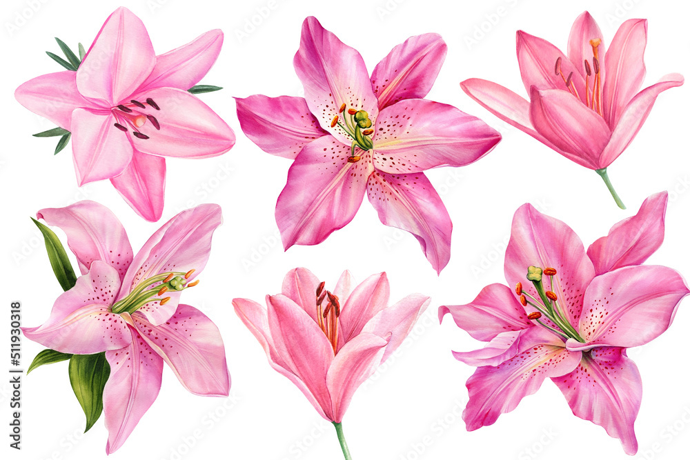 Lilies, set pink flowers on an isolated white background, watercolor illustration, collection, greeting card