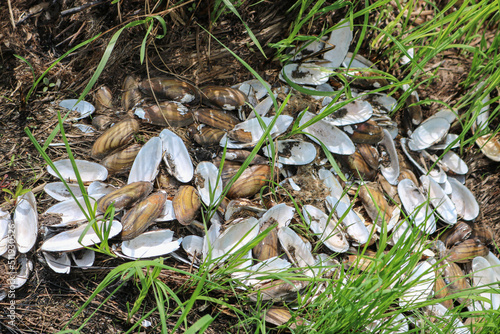 Remains of a colony of discarded shells Painter's mussel (Unio pictorum) after a flood, is a species of freshwater mussel. photo