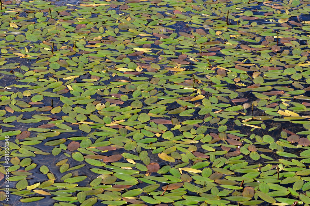 Leaves on the water Leaves on the water