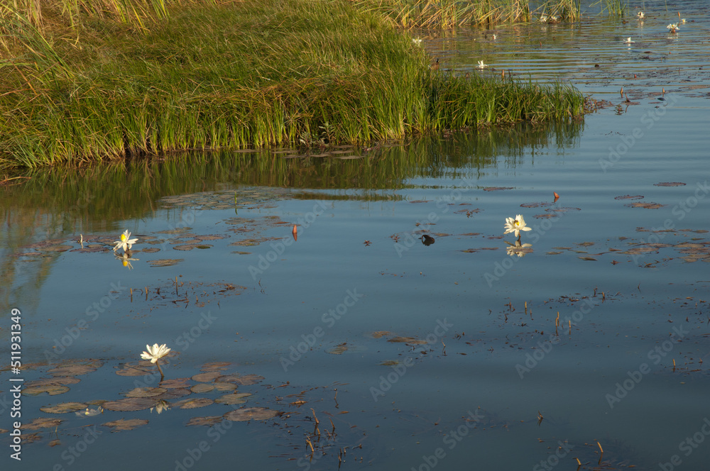 Lagoon with flowers of white Egyptian lotus Nymphaea lotus. Oiseaux du Djoudj National Park. Saint-Louis. Senegal. Lagoon with flowers of white Egyptian lotus Nymphaea lotus. Oiseaux du Djoudj National Park. Saint-Louis. Senegal.