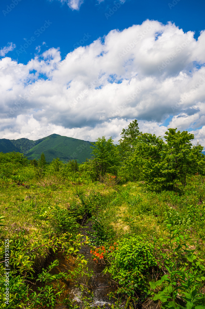 Obraz premium レンゲツツジが咲く初夏の乗鞍高原