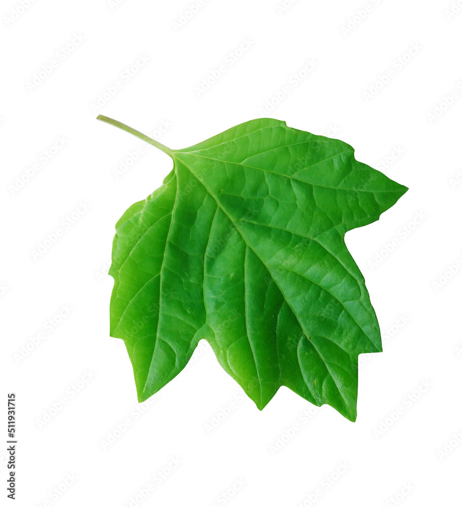 Fototapeta premium Green Leaves On White