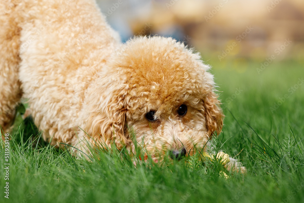 A cute puppy poodle is playing and hiding in the grass A cute puppy poodle is playing and hiding in the grass