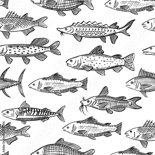 Seamless vector pattern with sketch illustrations of various sea fish. Salmon, mackerel, tuna, catfish, carp, pike, trout outline sihouettes on white background. Black engraving texture photo