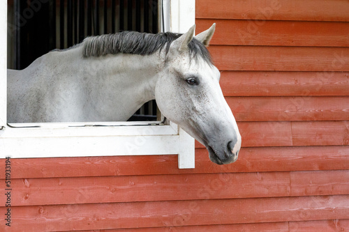 Beautiful Arabian horse looking out of stall window at wooden stable - Arabian horse portrait photo