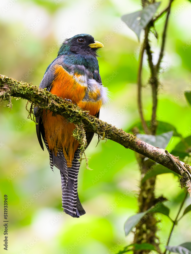 Collared Trogon perched on tree branch on green background Collared Trogon perched on tree branch on green background