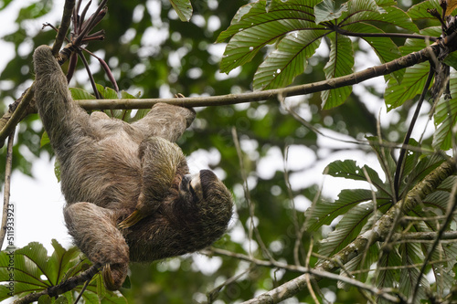Sloth hanging on tree branch upside down