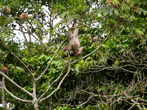 Sloth hanging on tree branch 