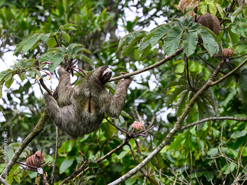 Sloth hanging on tree branch  © FotoRequest