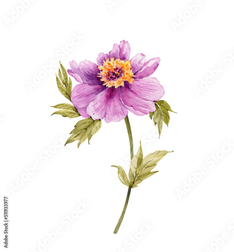 pink peony flower  watercolor illustration isolated on white background.