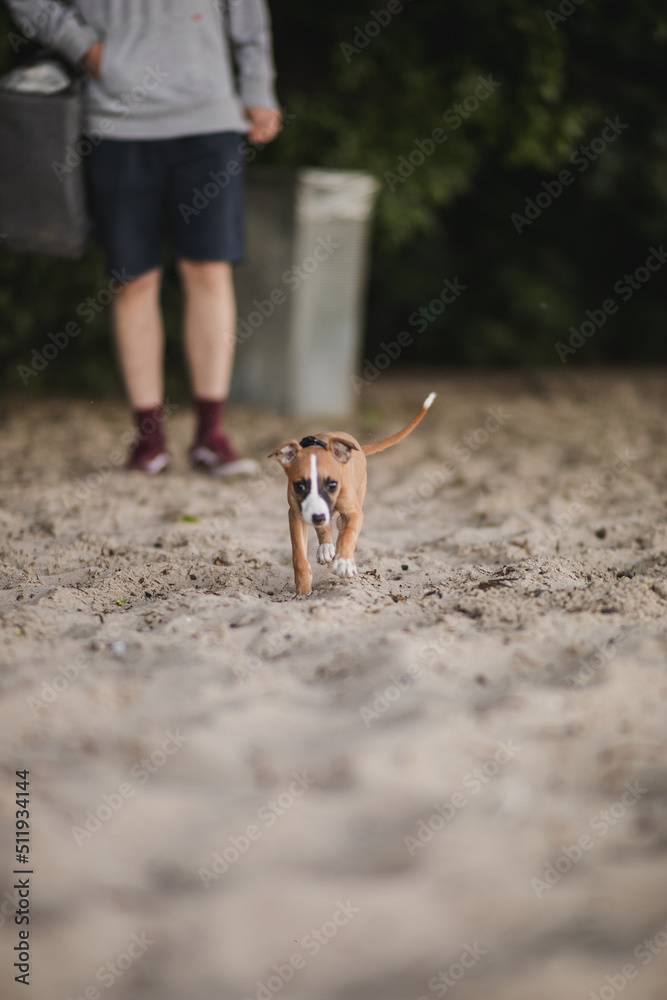 Jasny szczeniak whippet idzie do właściciela na plaży