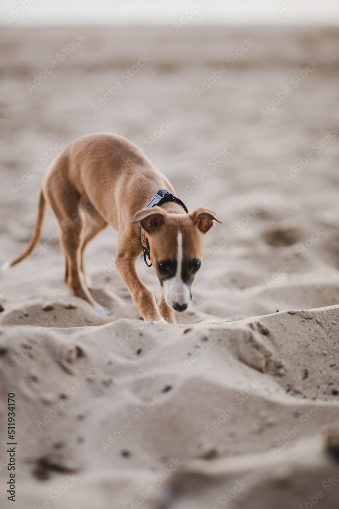 Jasny szczeniak whippet bawi się na plaży