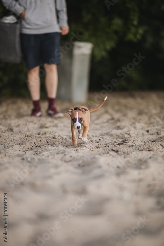 Obraz na płótnie Jasny szczeniak whippet idzie do właściciela na plaży w salonie