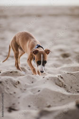 Obraz na płótnie Jasny szczeniak whippet bawi się na plaży w salonie