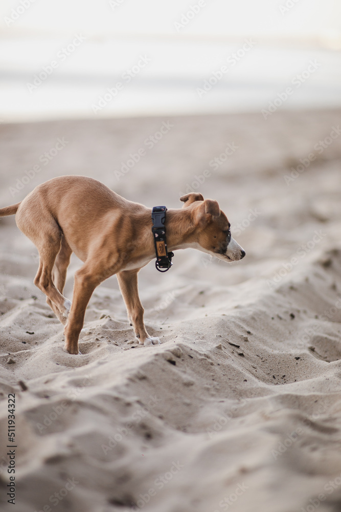 Mały szczeniak whippet biega po plaży