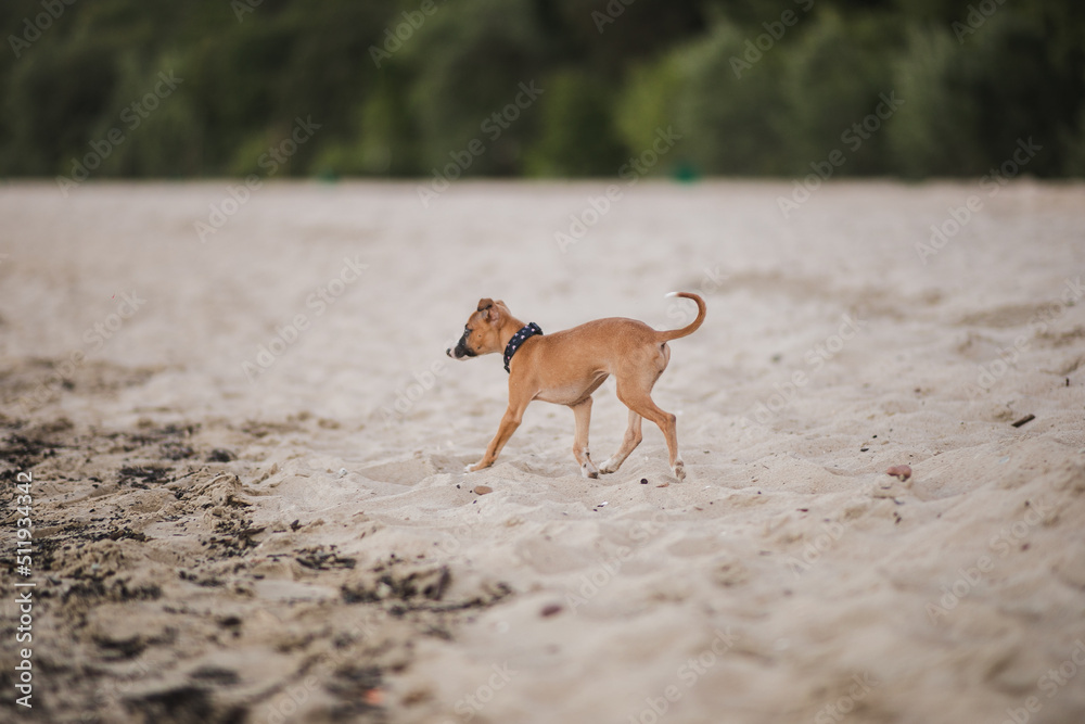 Radosny szczeniak biega po plaży