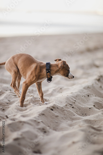 Obraz na płótnie Mały szczeniak whippet biega po plaży w salonie