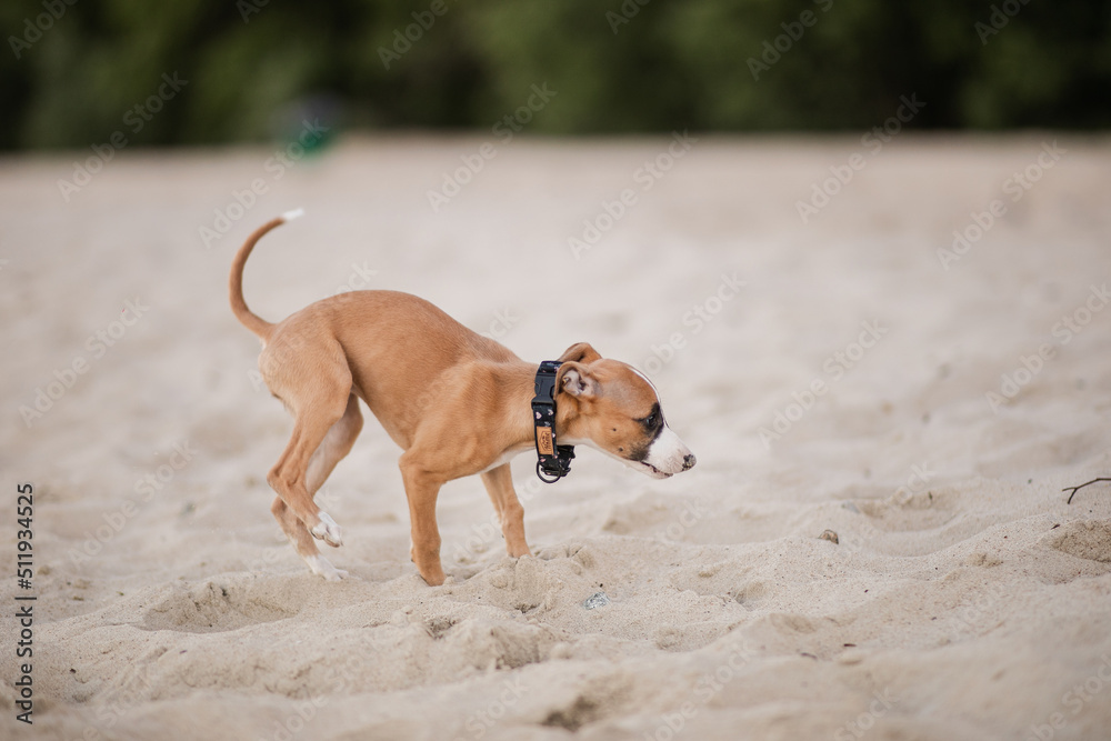 Szczeniak biegnie po piasku na plaży