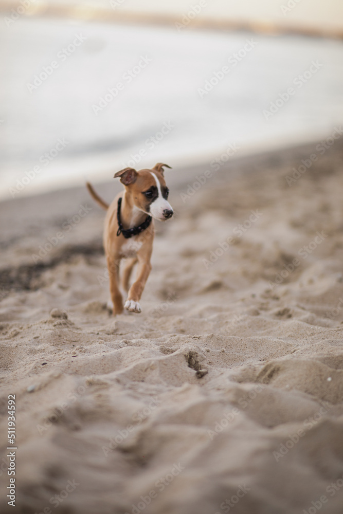Szczeniak whippet wariuje nad morzem