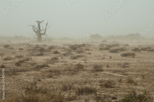 Dust storm in a desert landscape. Oiseaux du Djoudj National Park. Saint-Louis. Senegal. photo