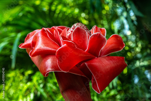 Close-up of an exotic red torch ginger photo