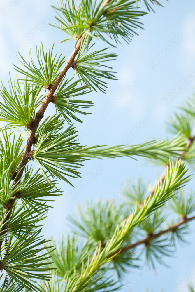 Larch tree branches on a background of blue sky. Summer natural background Larch tree branches on a background of blue sky. Summer natural background
