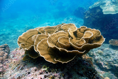Underwater photography of corals