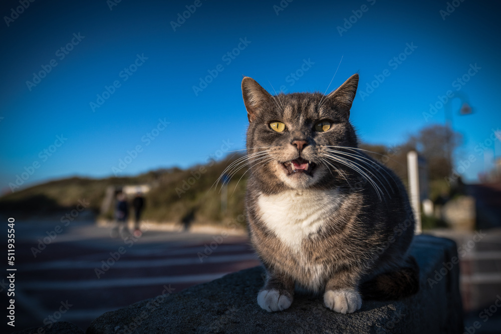 Obraz premium mein Strandkater am Abend