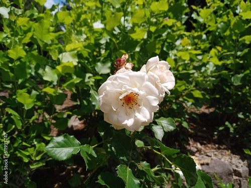pink rose bush