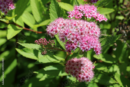 Flower of Spiraea Crispa (Spiraea japonica) on a background of green leaves.  Close up.