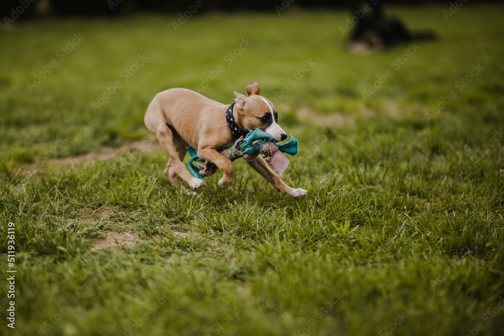 Szczeniak whippet szalenie biega z zabawką na podwórku