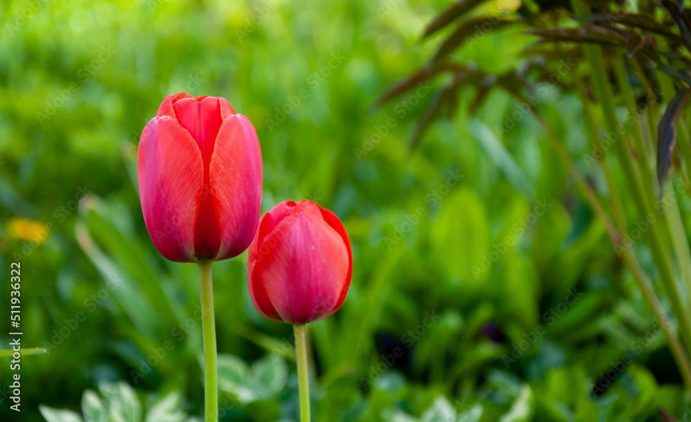 Red tulips. Tulips bud. Gardening. Young plants. Blooming flowers. Simple composition. Selective focus. Red tulips. Tulips bud. Gardening. Young plants. Blooming flowers. Simple composition. Selective focus.