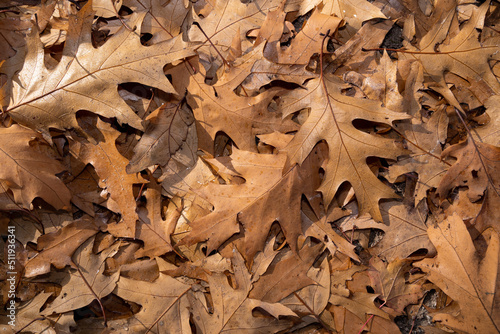 Background with brown oak leaves on the ground on a sunny autumn day