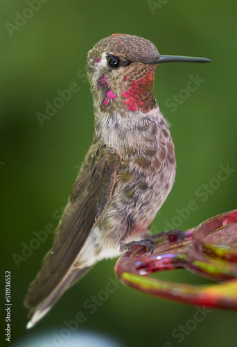 Hummingbird sitting on feeder
