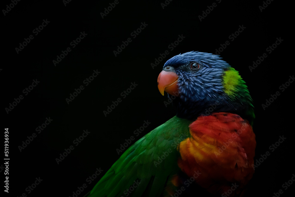 Rainbow Lorikeet