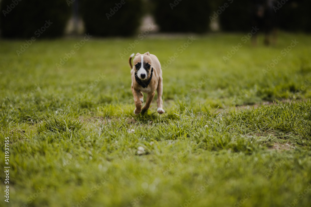 Fototapeta premium Mały szczeniak biegnie szybko po trawie