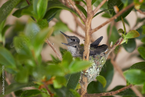 Humming birds on nest