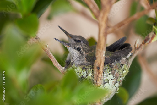 Baby Hummingbirds on nest