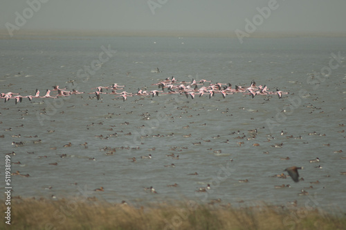Greater flamingos Phoenicopterus roseus in flight. Oiseaux du Djoudj National Park. Saint-Louis. Senegal.
