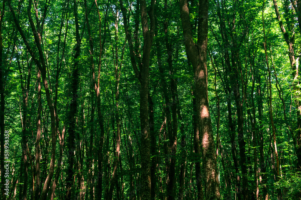 crowns and trunks of tall trees in a dense broadleaf forest crowns and trunks of tall trees in a dense broadleaf forest
