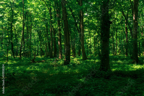 Fototapeta Naklejka Na Ścianę i Meble -  landscape in a shady forest thicket with dense undergrowth