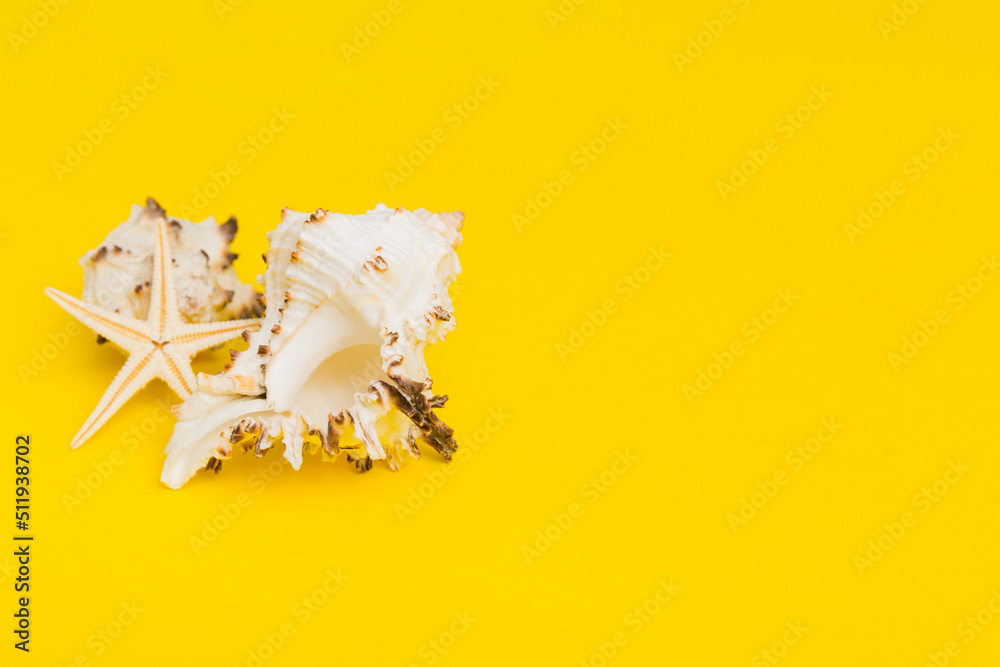 Beach seashells on colored background. Mock up with copy space Beach seashells on colored background. Mock up with copy space