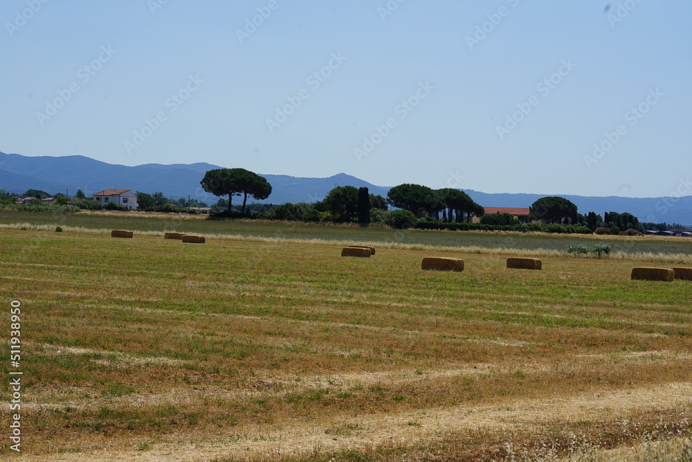  field in Tuscany in Italiy