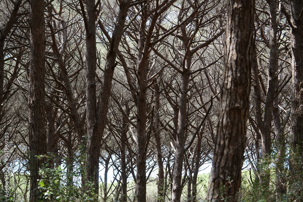 the countryside in Tuscany, a Pine forest the countryside in Tuscany, a Pine forest