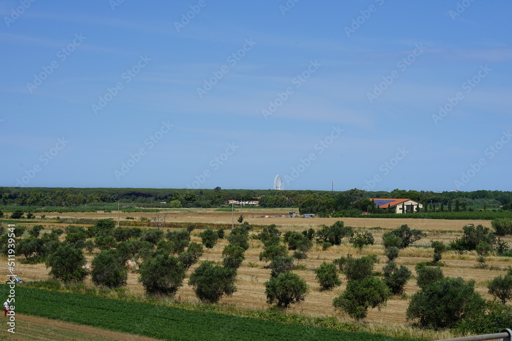 Olive trees in a field in Tuscany