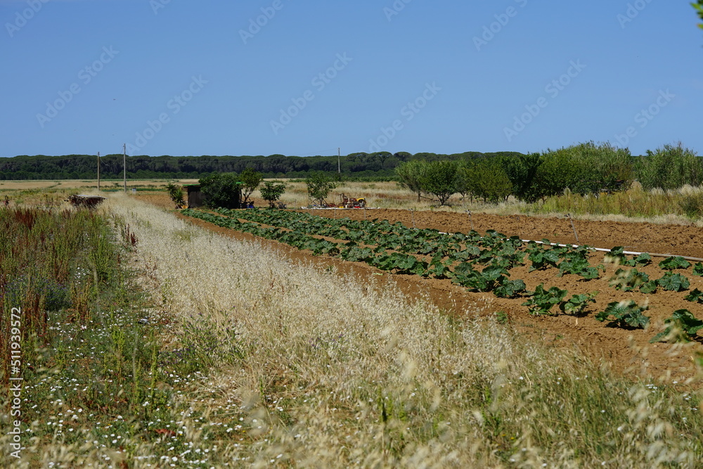 Fototapeta premium ein Feld mit Melonen