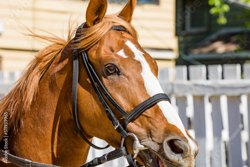 Fotografija Close-up of a chestnut Thoroughbred racehorse head with a white blaze and a bridle on