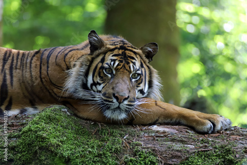 Gros plan sur le tigre de Sumatra