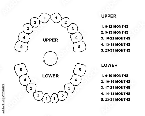 Primary tooth arrival chart. Child teeth dentition anatomy. Primary upper and lower jaw vector illustration. Child teeth silhouette