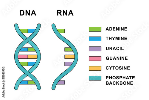 Structure of Ribonucleic acid and Deoxyribonucleic acid molecules. DNA and RNA nucleobases structure - cytosine, guanine, adenine, uracil, thymine.